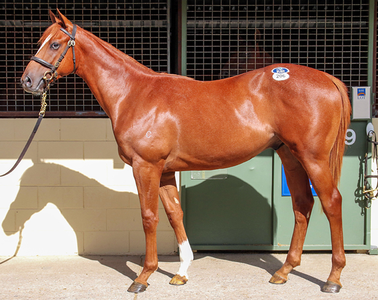 As Expected JUSTIFY Yearlings Proved Popular at Inglis EASTER